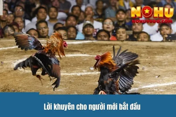 Lời khuyên cho người mới bắt đầu