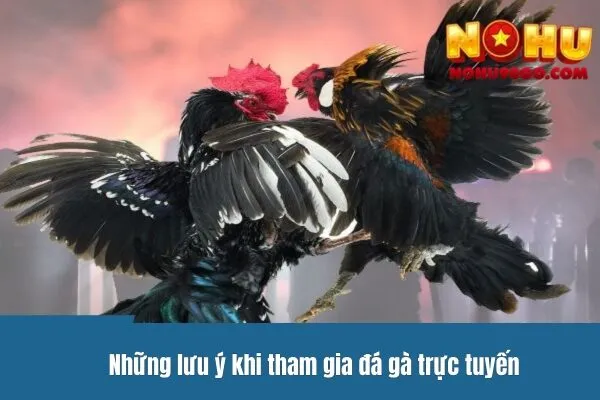 Những lưu ý khi tham gia đá gà trực tuyến