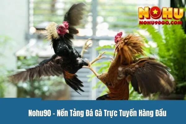 Đá Gà Mạng - Lịch Sử Phát Triển Và Tầm Quan Trọng 3 Đá Gà Mạng - Lịch Sử Phát Triển Và Tầm Quan Trọng Của Môn Thể Thao Này